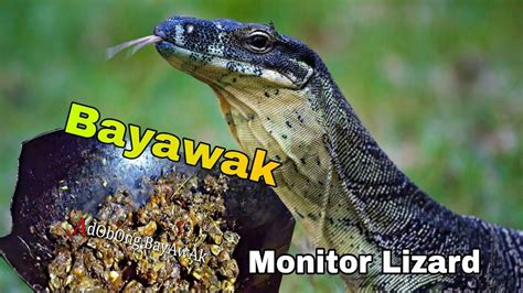 HOW TO COOK ADOBONG BAYAWAK (Monitor Lizard) .